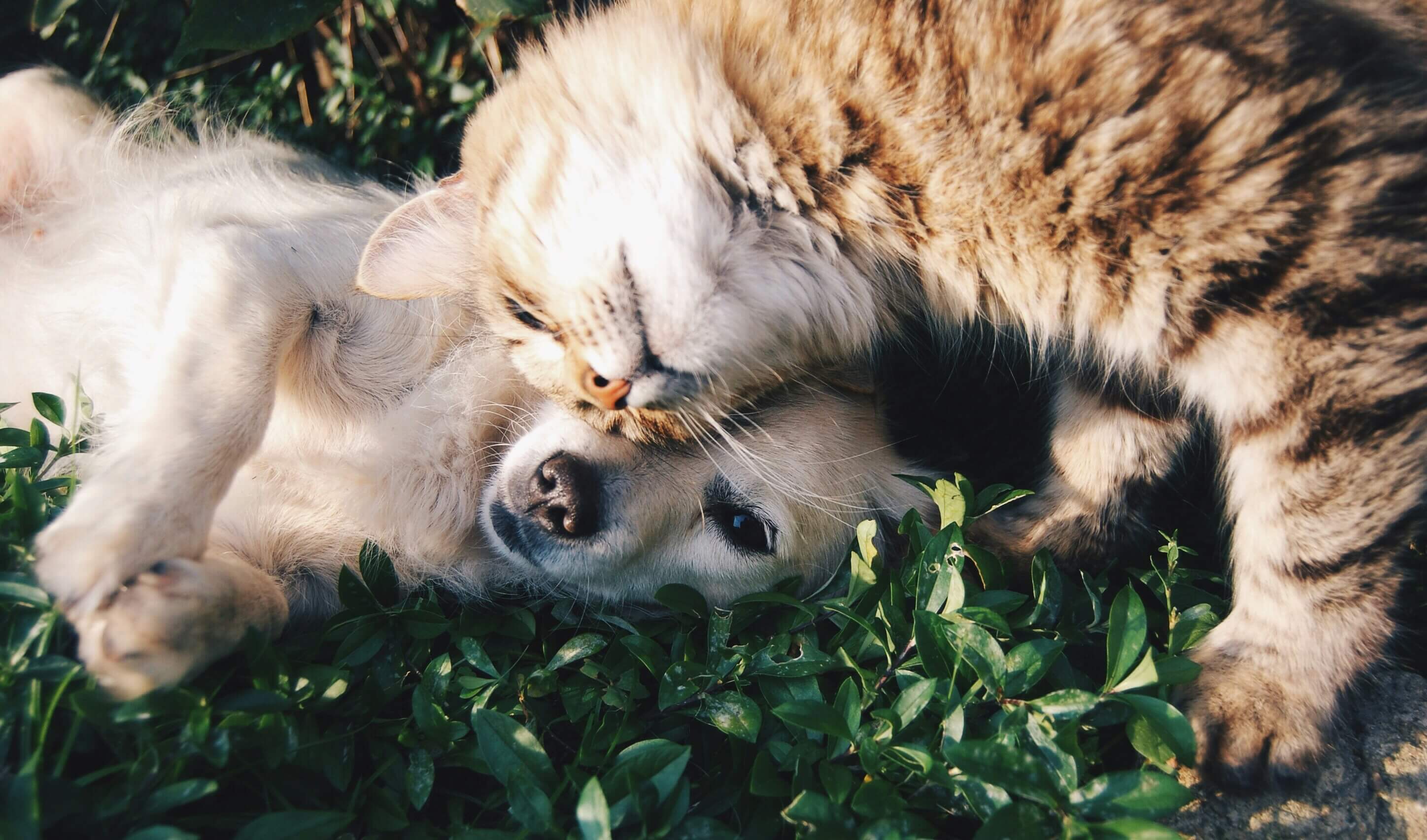 Professional pet care